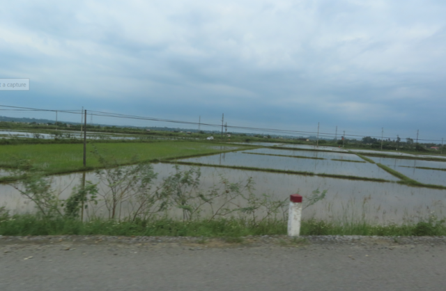 Vietnamese rice fields