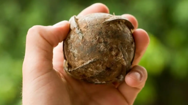 Designed to break apart in midair, cluster bombs delivered up to 600 bomblets, each smaller than a fist, to contaminate an area of several football fields. It is estimated that 270 million of these submunitions — known locally as "bombies" — were dropped on Laos, but 30% failed to detonate.